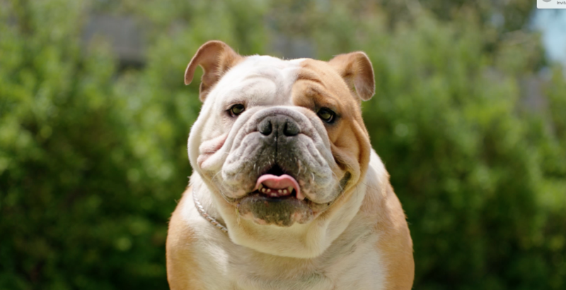 Max the dog is described as