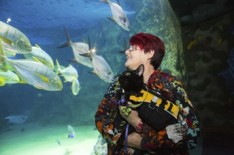 四月愚人节猫aquariam